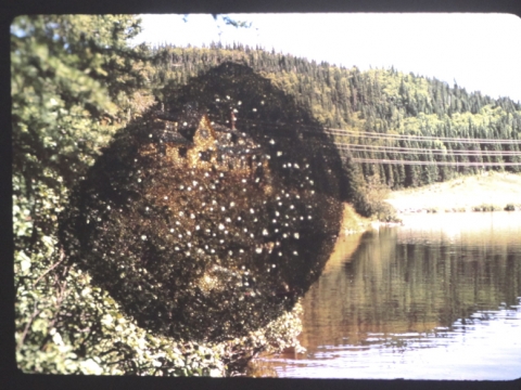 Aurelija Maknytė, „Įkaitusio peizažo studija“. Tęstinio projekto fragmentas. 2012 m. D. Mikonytės nuotr.