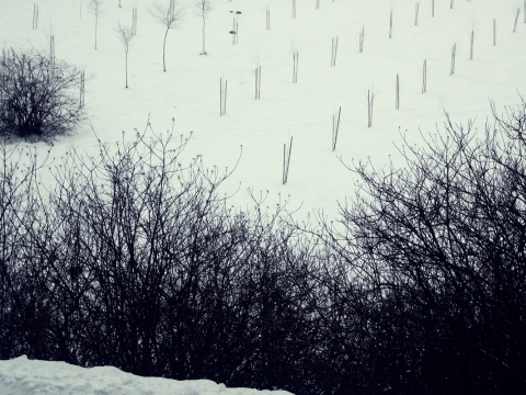 Remigijus Pačėsa, be pavadinimo, 2011-01-25