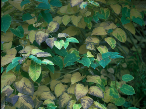 Alvydas Lukys. Botanica, 17. 2020. Pigmentinis atspaudas