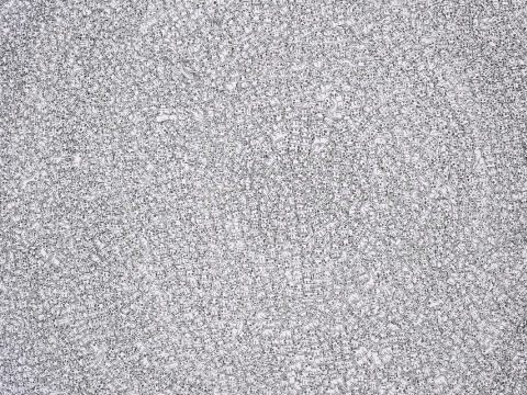 Naoki Nishiwaki. Pilna kačių. 2012. Japonijos fondas
