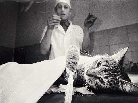 Aleksandras Macijauskas, „ Kauno veterinarijos klinikose“. 1986 m.
