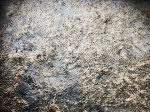 Meilė Sposmanytė koliažas „Europos peizažai I“. 2010 m. Pienių pūkai, jūržolės, pelenai, plaukai, drobė, 67 x 59 cm