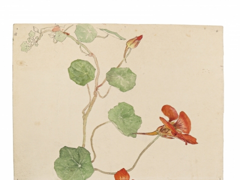 Hilma af Klint, „Botaninis piešinys“. 1890 m. Hilmos af Klint fondo sutikimu