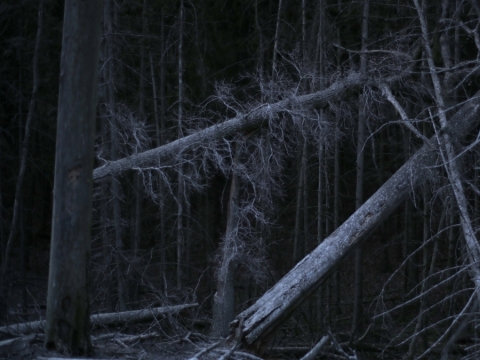 Kadras iš Rugilės Barzdžiukaitės filmo „Rūgštus miškas“