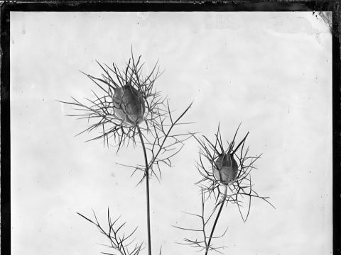 Nigela sativa. 2022 m.