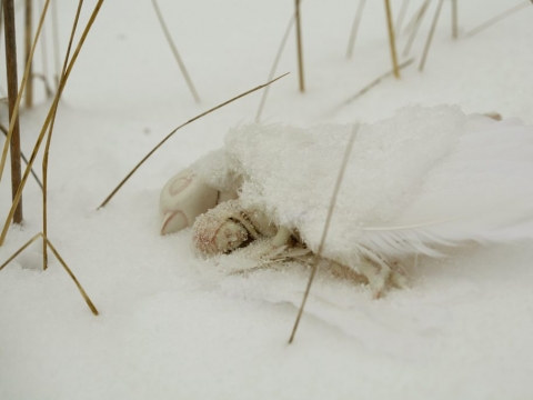 „On Weary Wings Go By“ (rež. Anu-Laura Tuttelberg)