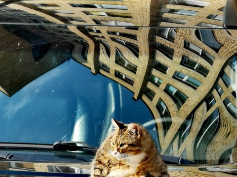Ramūno Danisevičius fotografija AP galerijos parodoje „Miau“