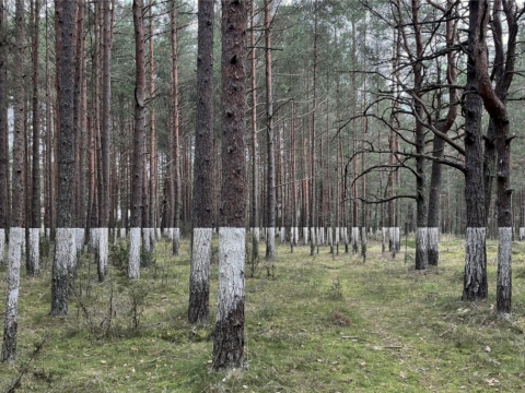 Tomas Martišauskis, „Nusavinti“ instaliacijos fragmentas. 2023 m. K. Dineikaitės nuotr.