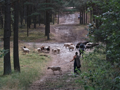 Shepherd's fun. 2021. Fotografavo Pranas Gudaitis
