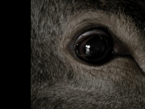 „Animus animalis (istorija apie žmones, žvėris ir daiktus)“