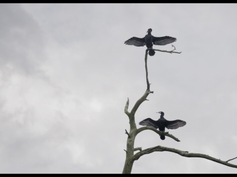 Kadras iš Rugilės Barzdžiukaitės dokumentinio filmo „Rūgštus miškas“ 