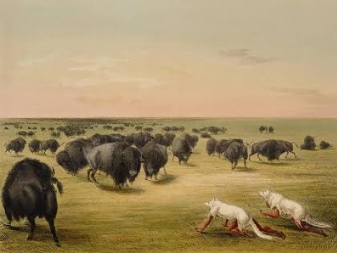 George Catlin, „Bizonų medžioklė su baltojo vilko kailiu”, 1844 m., spalvota litografija