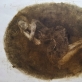 Kristina Gedminaitė, „Gulinti tamsoje“. 2015 m.