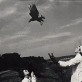 Aleksandras Macijauskas, „Kauno veterinarijos klinikose“. 1980 m.