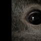 Kadras iš filmo „Animus Animalis (istorija apie žmones, žvėris ir daiktus)“