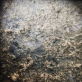 Meilė Sposmanytė koliažas „Europos peizažai I“. 2010 m. Pienių pūkai, jūržolės, pelenai, plaukai, drobė, 67 x 59 cm