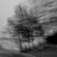 Juozo Budraičio fotografijų parodos „Šnabždesiai“ fragmentas
