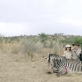 Kadras iš filmo „Safaris“