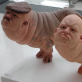 Patricia Piccinini