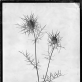 Nigela sativa. 2022 m.
