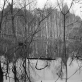 Gediminas Pranckūnas, parodos „Žydros lelijos, juodas vanduo“ fragmentas