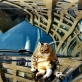 Ramūno Danisevičius fotografija AP galerijos parodoje „Miau“