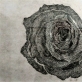 Eglė Kuckaitė, „Vešlus apaštalo kvėptelėjimas“. 2016–2017 m. Autorės nuotr.