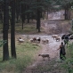 Shepherd's fun. 2021. Fotografavo Pranas Gudaitis
