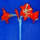 Piet Mondrian, „Raudonas amarilis mėlyname fone“. 1909–1910 m. Privati kolekcija