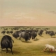 George Catlin, „Bizonų medžioklė su baltojo vilko kailiu”, 1844 m., spalvota litografija