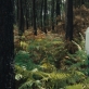 „Gyvūnų karalystė“
