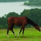 „Karo žirgas“